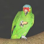 红额亚马逊鹦鹉-缩略图-6