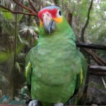 红额亚马逊鹦鹉-缩略图-7