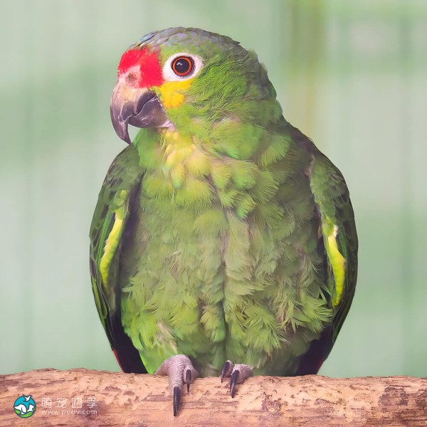 红额亚马逊鹦鹉-8