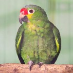 红额亚马逊鹦鹉-缩略图-8