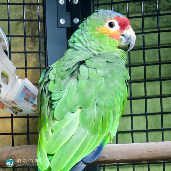 红额亚马逊鹦鹉-9