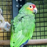 红额亚马逊鹦鹉-缩略图-9