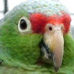 红额亚马逊鹦鹉-缩略图-10