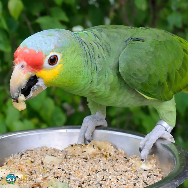 红额亚马逊鹦鹉-11