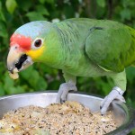 红额亚马逊鹦鹉-缩略图-11