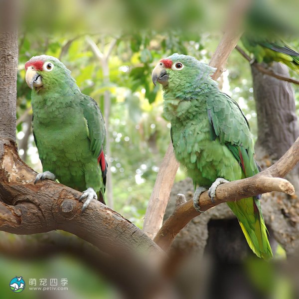 红额亚马逊鹦鹉-12