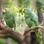 红额亚马逊鹦鹉-缩略图-12