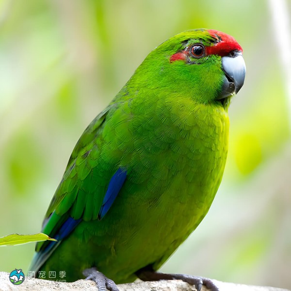 红额鹦鹉-1
