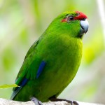 红额鹦鹉-缩略图-1