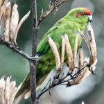 红额鹦鹉-缩略图-3