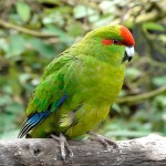 红额鹦鹉-缩略图-4