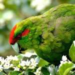 红额鹦鹉-缩略图-6