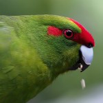 红额鹦鹉-缩略图-7