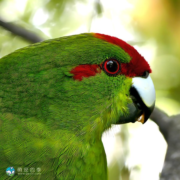 红额鹦鹉-8