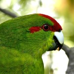 红额鹦鹉-缩略图-8