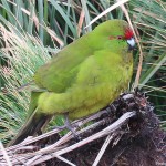 红额鹦鹉-缩略图-9