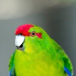 红额鹦鹉-缩略图-10