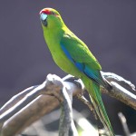 红额鹦鹉-缩略图-11