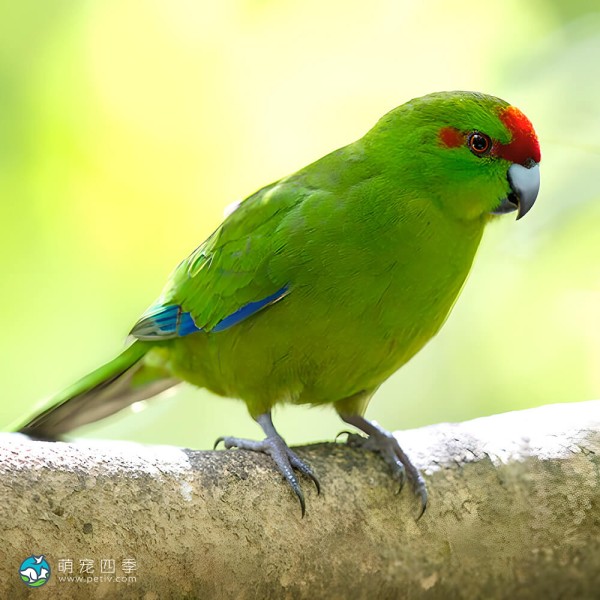 红额鹦鹉-12