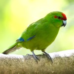 红额鹦鹉-缩略图-12