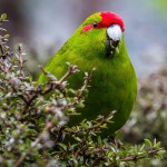 红额鹦鹉-缩略图-13