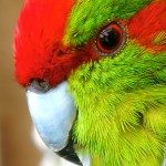 红额鹦鹉-缩略图-15