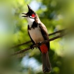 红耳鹎-缩略图-1