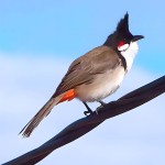 红耳鹎-缩略图-2