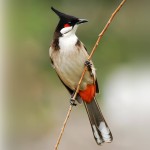 红耳鹎-缩略图-3