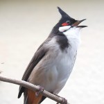 红耳鹎-缩略图-5