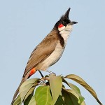 红耳鹎-缩略图-6