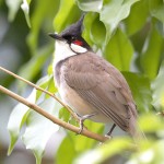 红耳鹎-缩略图-7