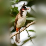 红耳鹎-缩略图-8