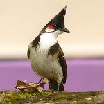 红耳鹎-缩略图-9