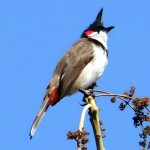 红耳鹎-缩略图-10