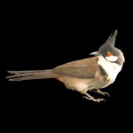 红耳鹎-缩略图-11