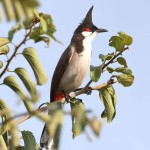 红耳鹎-缩略图-12