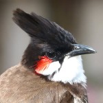 红耳鹎-缩略图-13