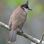 红耳鹎-缩略图-15