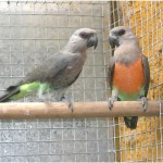 红腹鹦鹉-缩略图-1