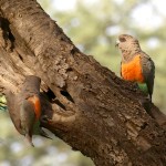 红腹鹦鹉-缩略图-2