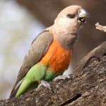 红腹鹦鹉-缩略图-3