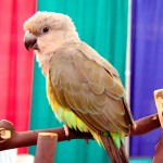 红腹鹦鹉-缩略图-4