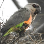 红腹鹦鹉-缩略图-5