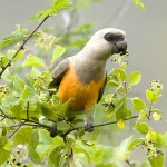 红腹鹦鹉-缩略图-7