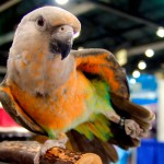 红腹鹦鹉-缩略图-8