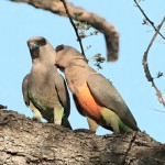 红腹鹦鹉-缩略图-10