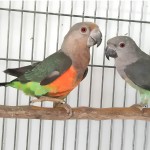 红腹鹦鹉-缩略图-11