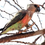 红腹鹦鹉-缩略图-12