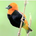 红寡妇鸟-缩略图-1